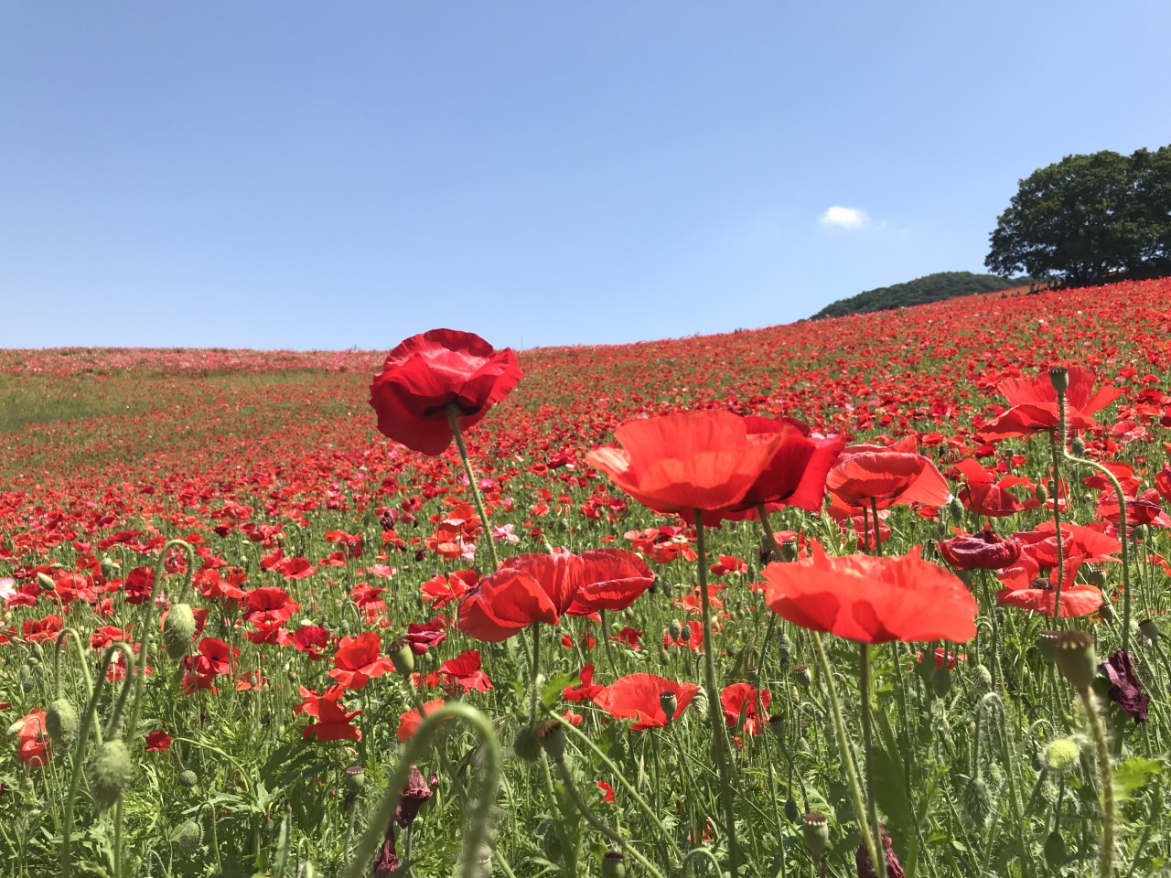 秩父 天空のポピー 小鹿野 皆野 埼玉県 の旅行記 ブログ By Arooyさん フォートラベル 秩父 天空のポピー 小鹿野 皆野 埼玉県 の旅行記 ブログ By Arooyさん フォートラベル