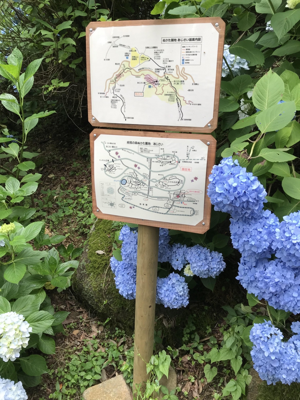 生駒アジサイ園 ぬかた園地 へしっとりハイキング 生駒 宝山寺 奈良県 の旅行記 ブログ By ひよこ ぴょこさん フォートラベル