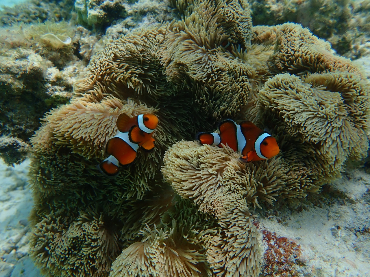 八重山諸島 6泊7日旅行18年4月 波照間3日目 波照間島 沖縄県 の旅行記 ブログ By Hitoshiさん フォートラベル