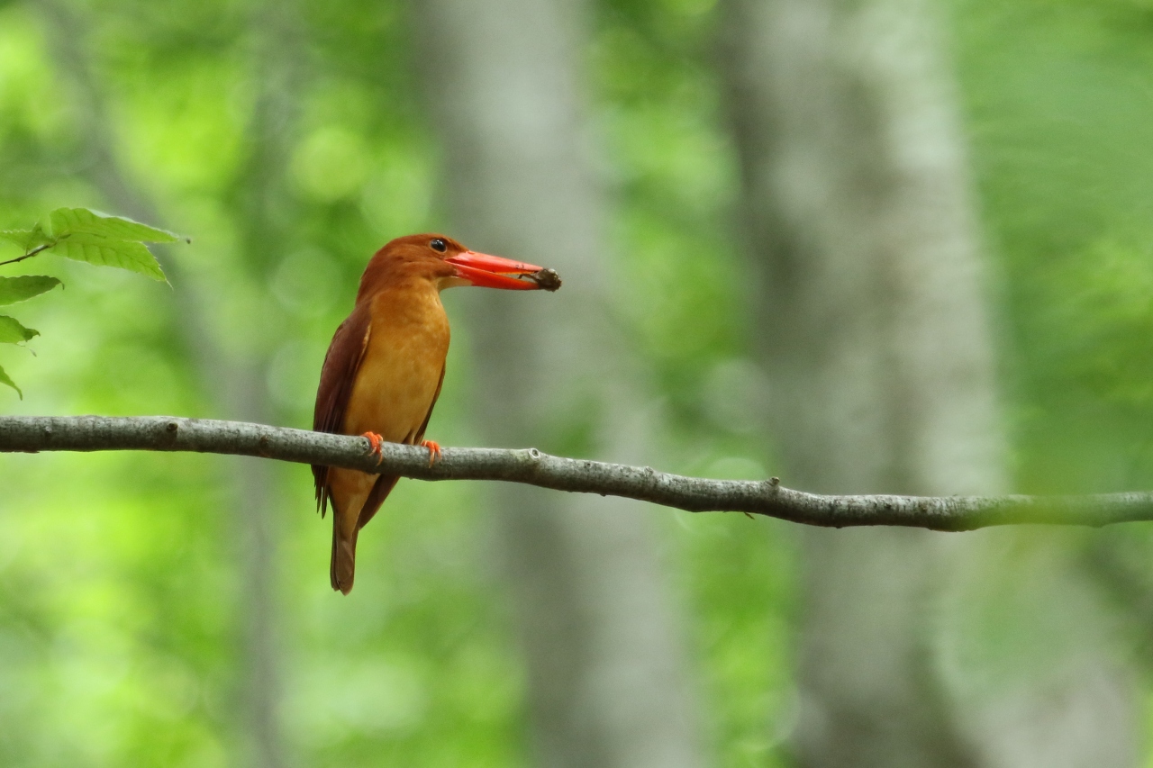 アカショウビンを見に八東へ 八頭 若桜 智頭 鳥取県 の旅行記 ブログ By Kemurさん フォートラベル