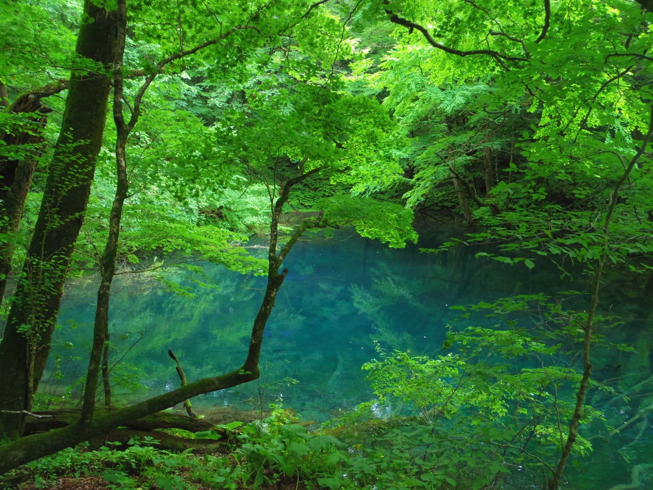 五能線で秋田から弘前へ その１ 秋田 十二湖 十二湖ハイキング 白神山地 青森県 の旅行記 ブログ By 夏への扉さん フォートラベル