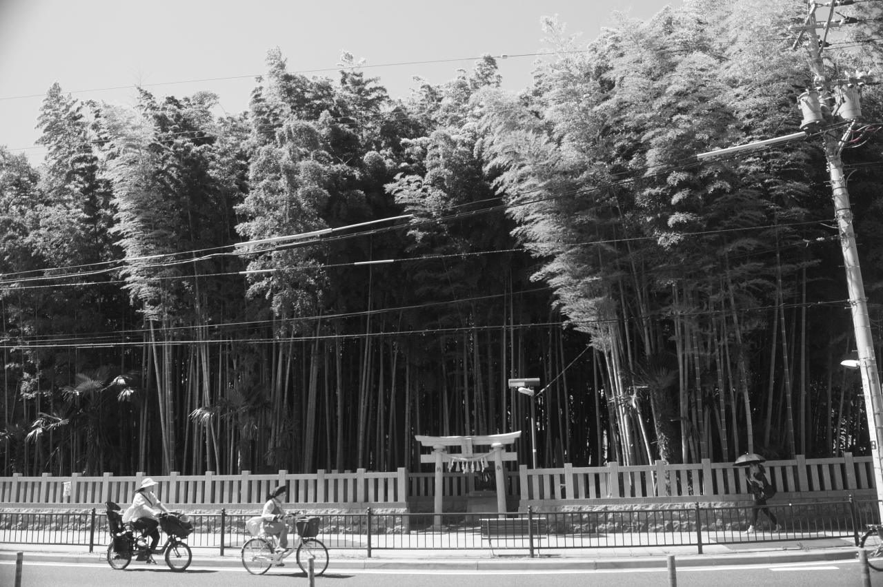 Welcome To Dark Side Of Japan 街の中の禁足地 八幡の藪知らず 千葉県市川市 市川 千葉県 の旅行記 ブログ By ハイペリオンさん フォートラベル