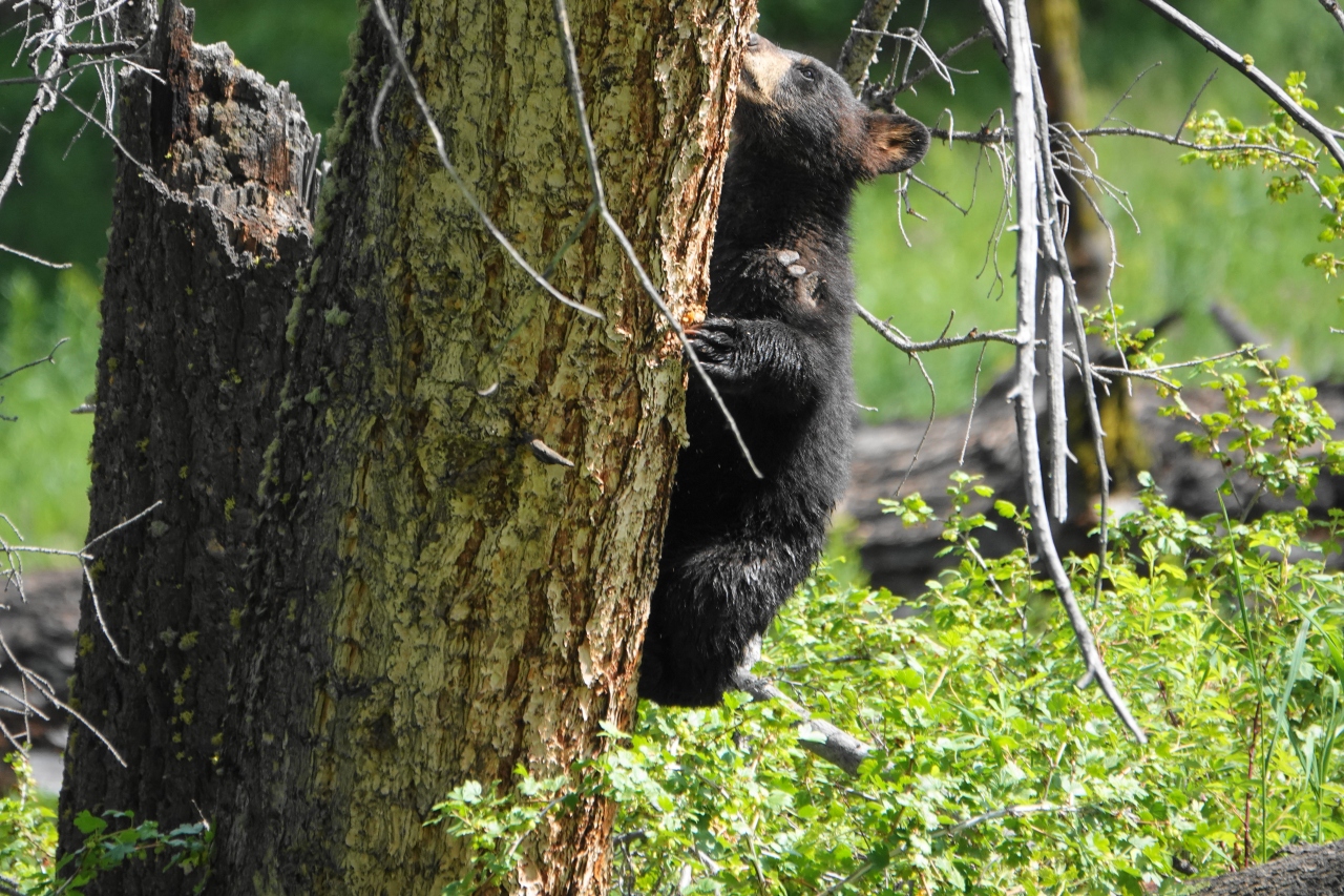 7 野生動物との遭遇が魅力 かわいい子熊とも出会えたイエローストン アッパーループを英語ツアーで巡る イエローストーン国立公園周辺 アメリカ の旅行記 ブログ By Deracineさん フォートラベル