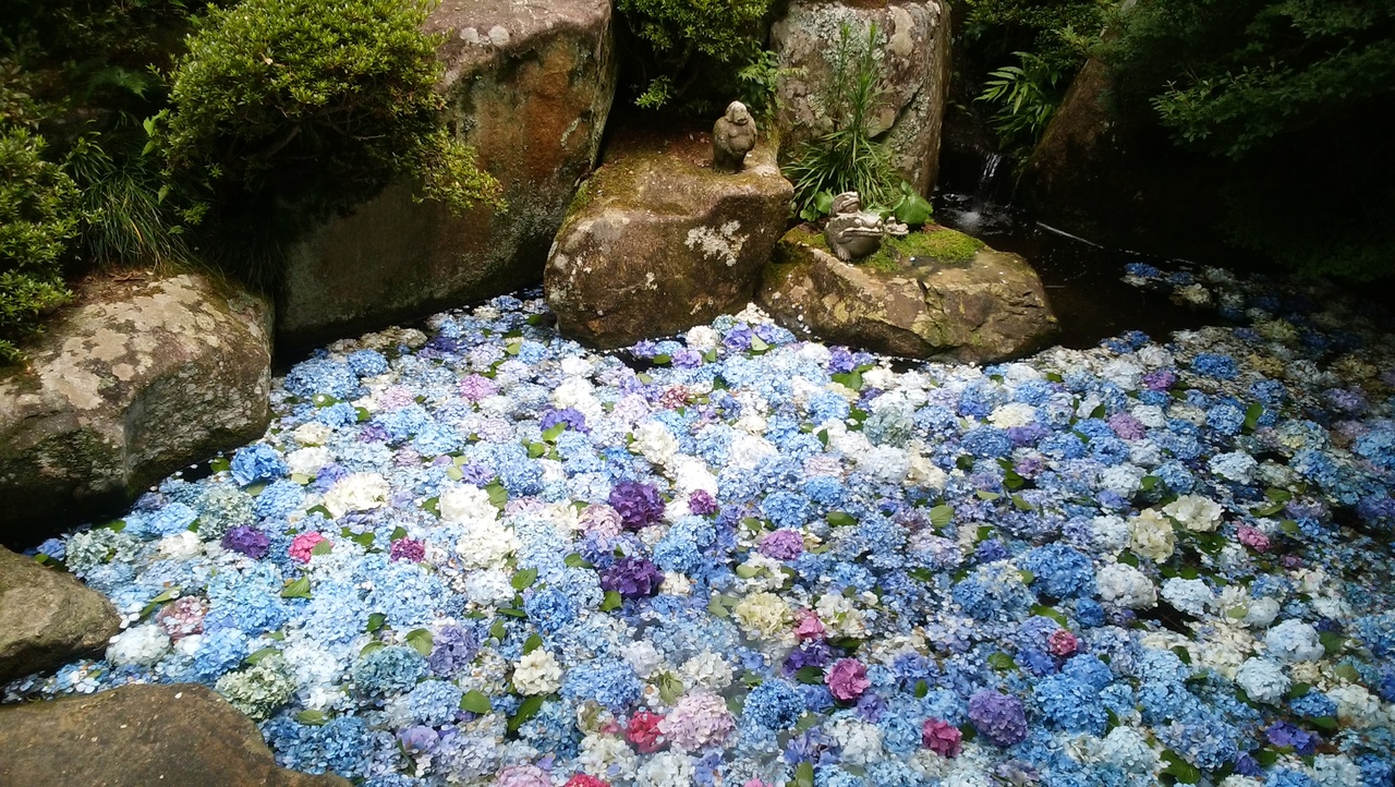 池いっぱいに浮かぶ紫陽花 雨引観音 茨城県の旅行記 ブログ By 16mastさん フォートラベル 池いっぱいに浮かぶ紫陽花 雨引観音 茨城県の旅行記 ブログ By 16mastさん フォートラベル