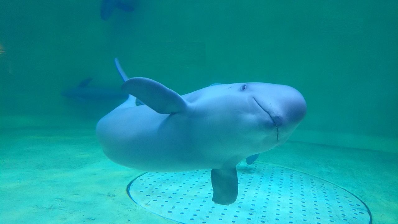 週末 鳥羽水族館で 鳥羽水族館 漣 伊勢パールピアホテル 鳥羽 三重県 の旅行記 ブログ By Moeさん フォートラベル