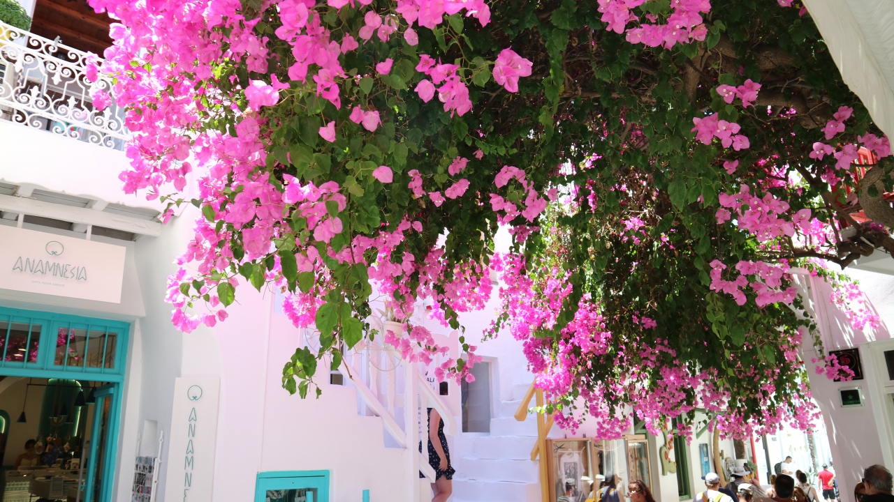 18 夏のｴｰｹﾞ海は日差しが眩しく 暑 熱 かった その1 ミコノス島 ギリシャ の旅行記 ブログ By Napustoryさん フォートラベル