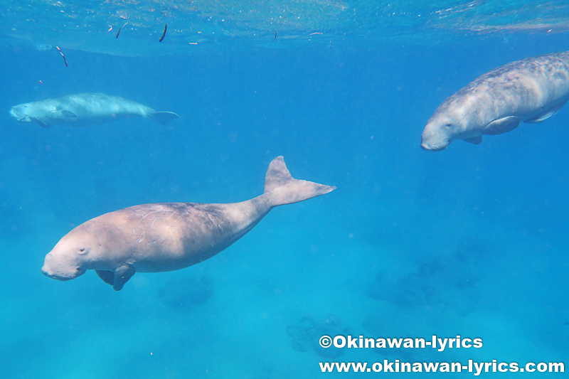 シュノーケルと島巡りの旅 Part4 マスケリン島 ウリ島 ペンテコスト島 エピ島 その他の都市 バヌアツ の旅行記 ブログ By Okinawan Lyricsさん フォートラベル シュノーケルと島巡りの旅 Part4 マスケリン島 ウリ島 ペンテコスト島 エピ島 その他の都市 バヌアツ の旅行記 ブログ By Okinawan Lyricsさん フォートラベル