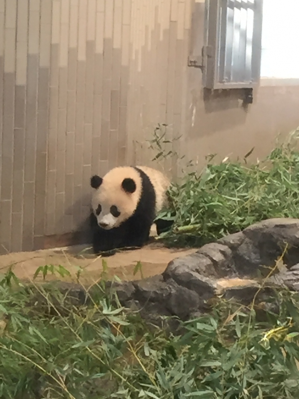シャンシャンに逢いに上野動物園へ行ってきました 上野 御徒町 東京 の旅行記 ブログ By ぷ さん フォートラベル シャンシャンに逢いに上野動物園へ行ってきました 上野 御徒町 東京 の旅行記 ブログ By ぷ さん フォートラベル