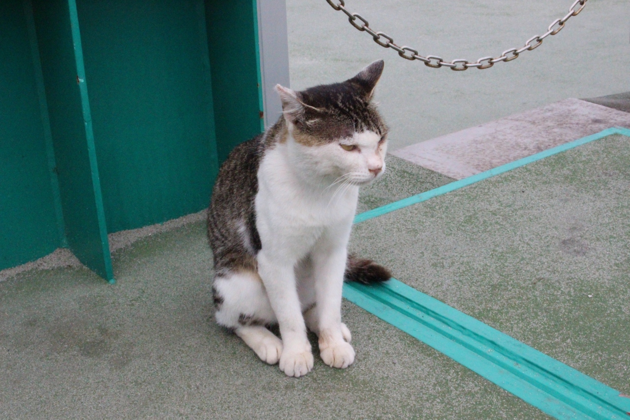 青春１８きっぷで行く田代島のにゃんこと景色に癒される旅 前編 石巻 宮城県 の旅行記 ブログ By Moppuchanさん フォートラベル