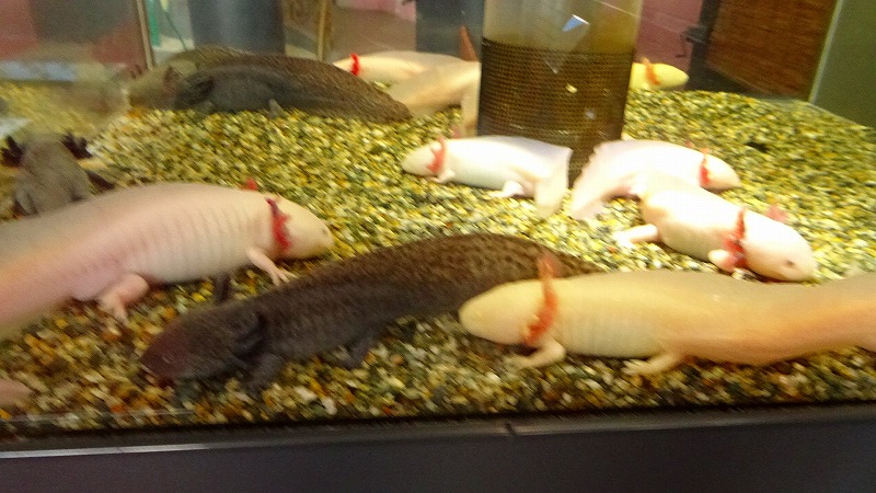 桃の買い出し ０８ 蓼科アミューズメント水族館 下巻 茅野 長野県 の旅行記 ブログ By Hn11さん フォートラベル