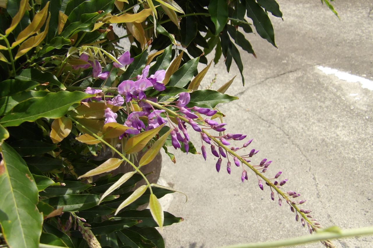 真夏に咲く藤の花と紫陽花 真鶴 神奈川県 の旅行記 ブログ By ドクターキムルさん フォートラベル