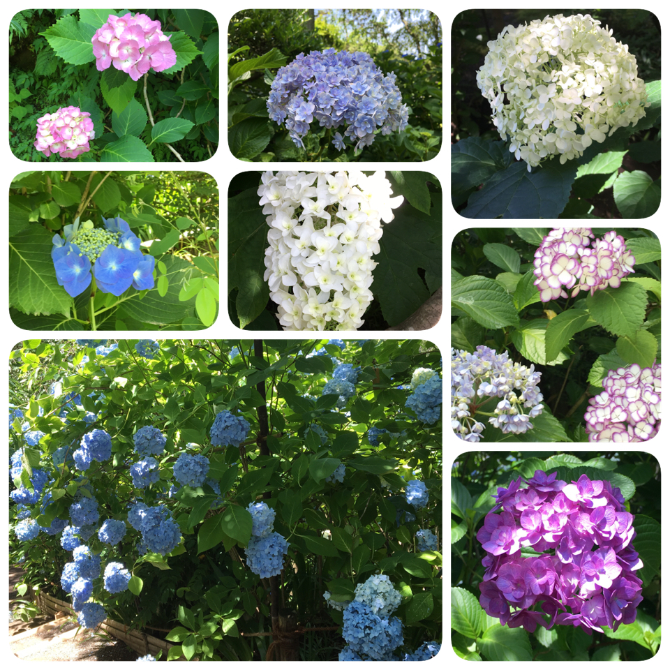 鎌倉の紫陽花を見てきました 鎌倉 神奈川県 の旅行記 ブログ By ミセスkさん フォートラベル