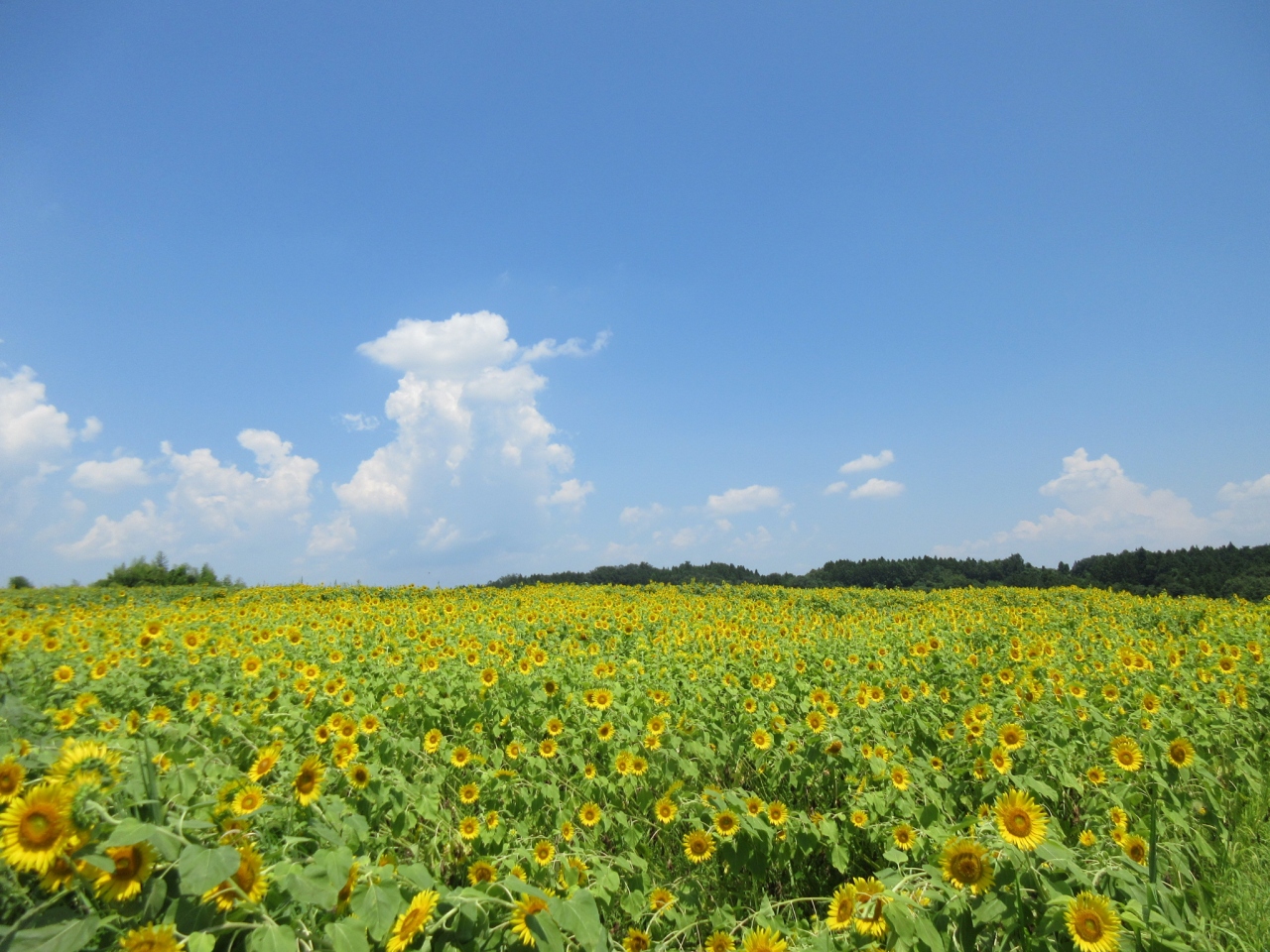 輝け 太陽の花 の海 時を渡れ 太古のクジラ 富岡 甘楽 群馬県 の旅行記 ブログ By Okushitwさん フォートラベル 輝け 太陽の花 の海 時を渡れ 太古のクジラ 富岡 甘楽 群馬県 の旅行記 ブログ By Okushitwさん フォートラベル