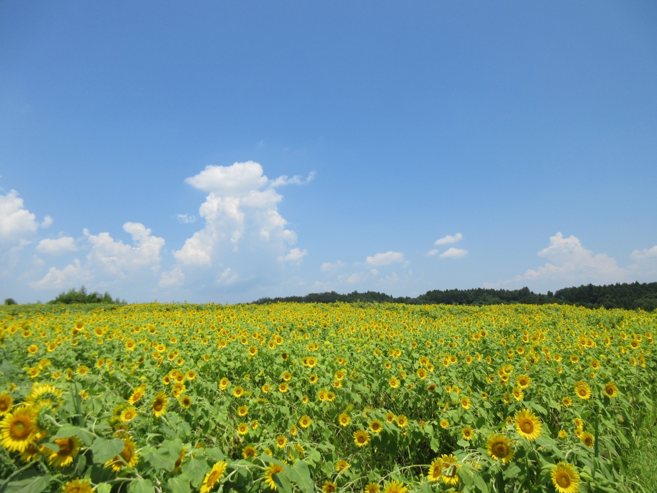 輝け 太陽の花 の海 時を渡れ 太古のクジラ 富岡 甘楽 群馬県 の旅行記 ブログ By Okushitwさん フォートラベル