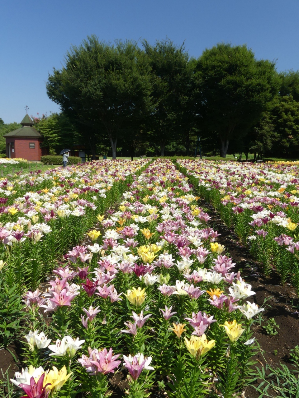 深谷グリーンパークのユリ 18 若干見頃過ぎですが まだ綺麗な花が沢山咲いています 埼玉県 深谷市 深谷 寄居 埼玉県 の旅行記 ブログ By Minamicazeさん フォートラベル