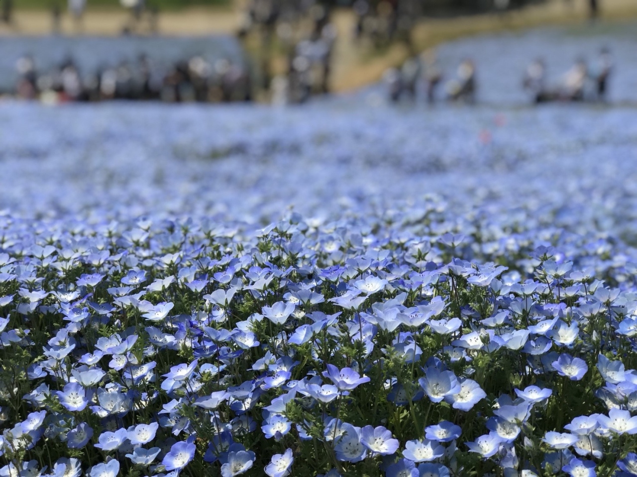 ネモフィラのお花畑 ひたちなか 茨城県 の旅行記 ブログ By みら12号さん フォートラベル