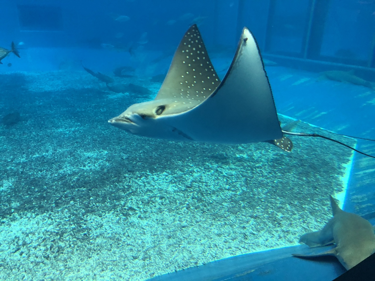 18 格安沖縄経由 美ら海水族館と沖縄グルメして帰ろう 2万円でのタイシミ取り往復 最終章 那覇 沖縄県 の旅行記 ブログ By アルカロイド ダリルさん フォートラベル 18 格安沖縄経由 美ら海水族館と沖縄グルメして帰ろう 2万円でのタイシミ取り往復 最終章 那覇 沖縄県 の旅行記 ブログ By アルカロイド ダリルさん フォートラベル