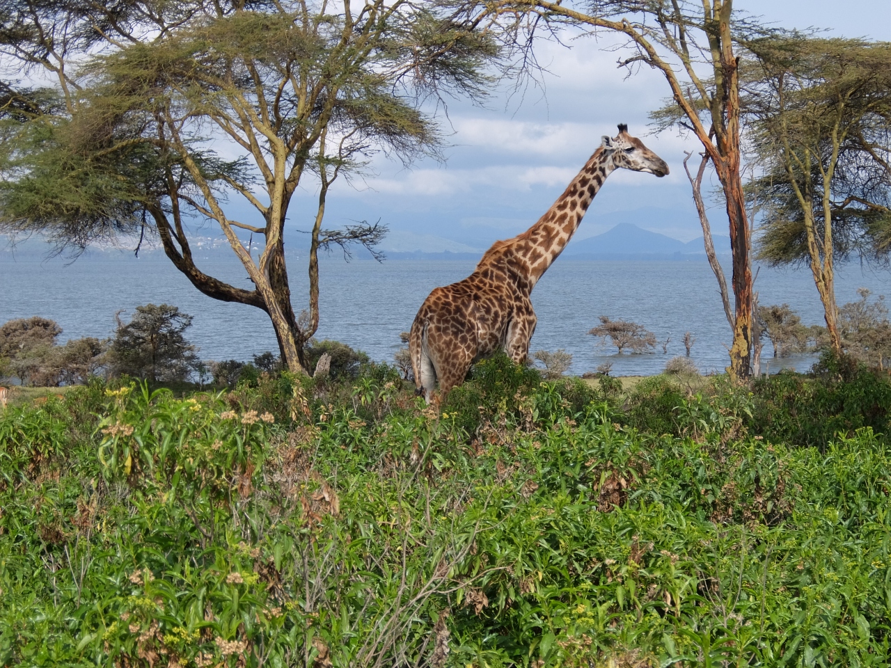ちょっと早い夏休み 夢のケニアでサファリ旅 その２ ナイバシャ ケニア の旅行記 ブログ By あかべこさん フォートラベル