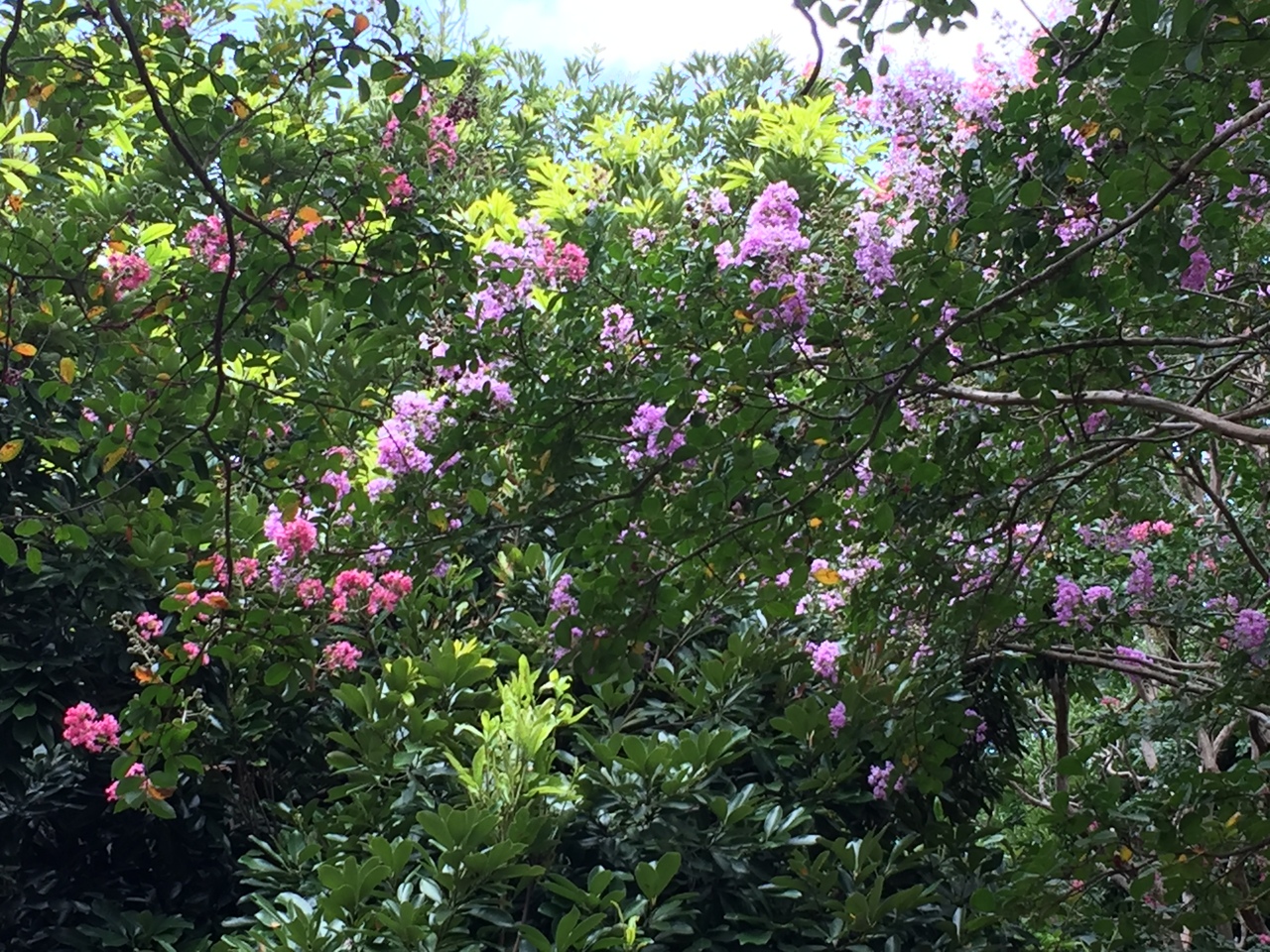 お盆過ぎの代々木公園 原宿 東京 の旅行記 ブログ By Ktoku3さん フォートラベル