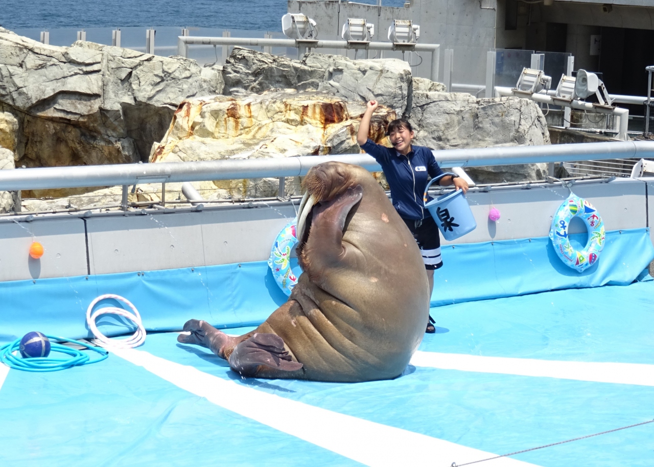 大分 福岡 夏の旅は水族館 夕暮れの門司港 １日目 昼 大分うみたまご 大分県の旅行記 ブログ By Tokotokoさん フォートラベル