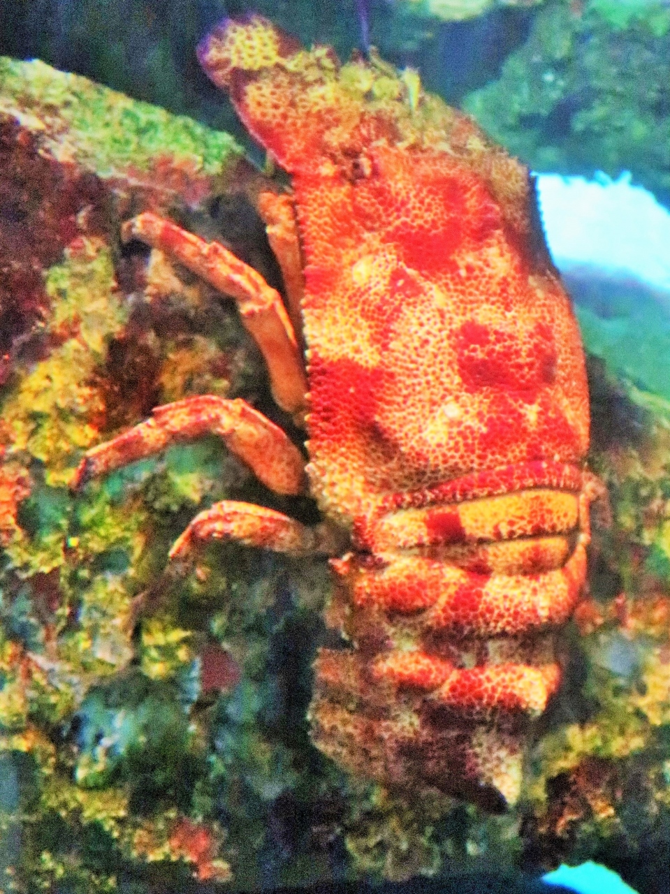 葛西臨海水族園 8 東京の海 小笠原の海 カラフルな熱帯魚も 多様な生態系を実感 葛西 東京 の旅行記 ブログ By マキタン２さん フォートラベル