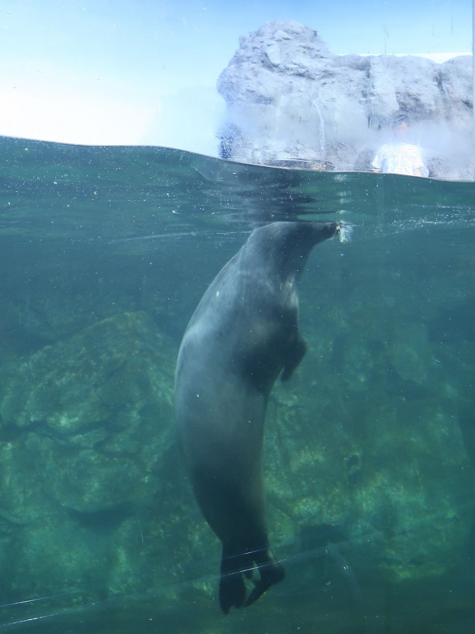 八景島 2 新 シーパラダイス 海で進化した動物たち アシカ アザラシ ペンギンも 八景島 神奈川県 の旅行記 ブログ By マキタン２さん フォートラベル