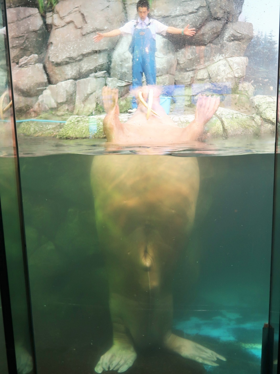 新鮮な八景島 シー パラダイス セイウチ - ただのディズニー画像