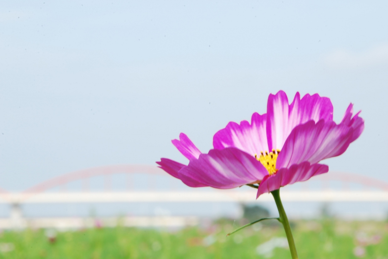 ひとりお花見部 吹上コスモス畑と権現堂堤と荒川河川敷で コスモス 曼珠沙華のお花見 幸手 久喜 栗橋 埼玉県 の旅行記 ブログ By Middx さん フォートラベル
