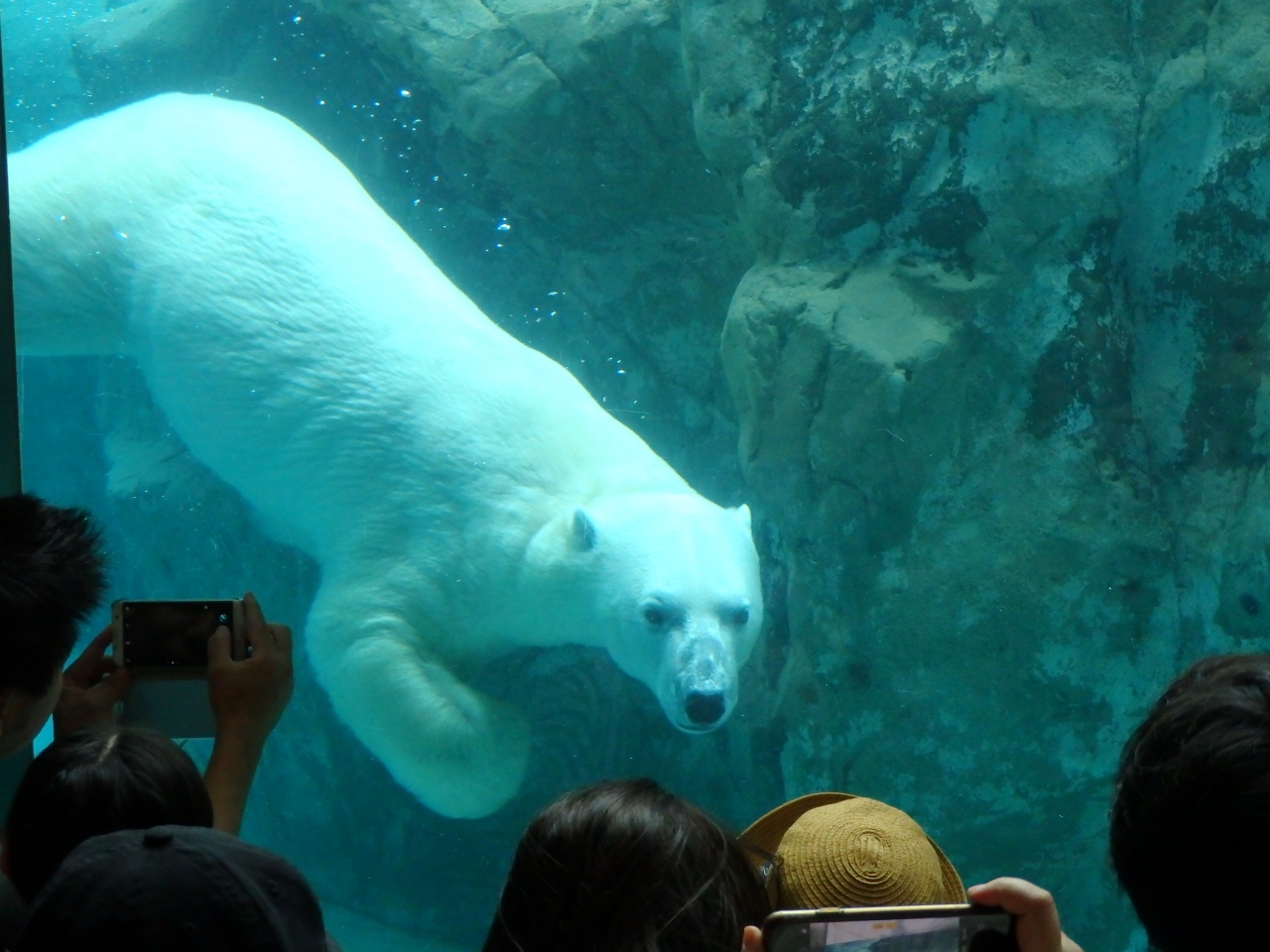 旭山動物園をたっぷり満喫 旭川ー夏の終わりの北海道旅 1日目 旭川 北海道 の旅行記 ブログ By まーやんさん フォートラベル