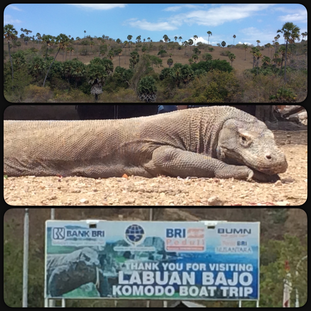18夏休み コモドドラゴンツアーの船にまさかのガサ入れ フローレス島 インドネシア の旅行記 ブログ By Teaさん フォートラベル 18夏休み コモドドラゴンツアーの船にまさかのガサ入れ フローレス島 インドネシア の旅行記 ブログ By Teaさん フォートラベル