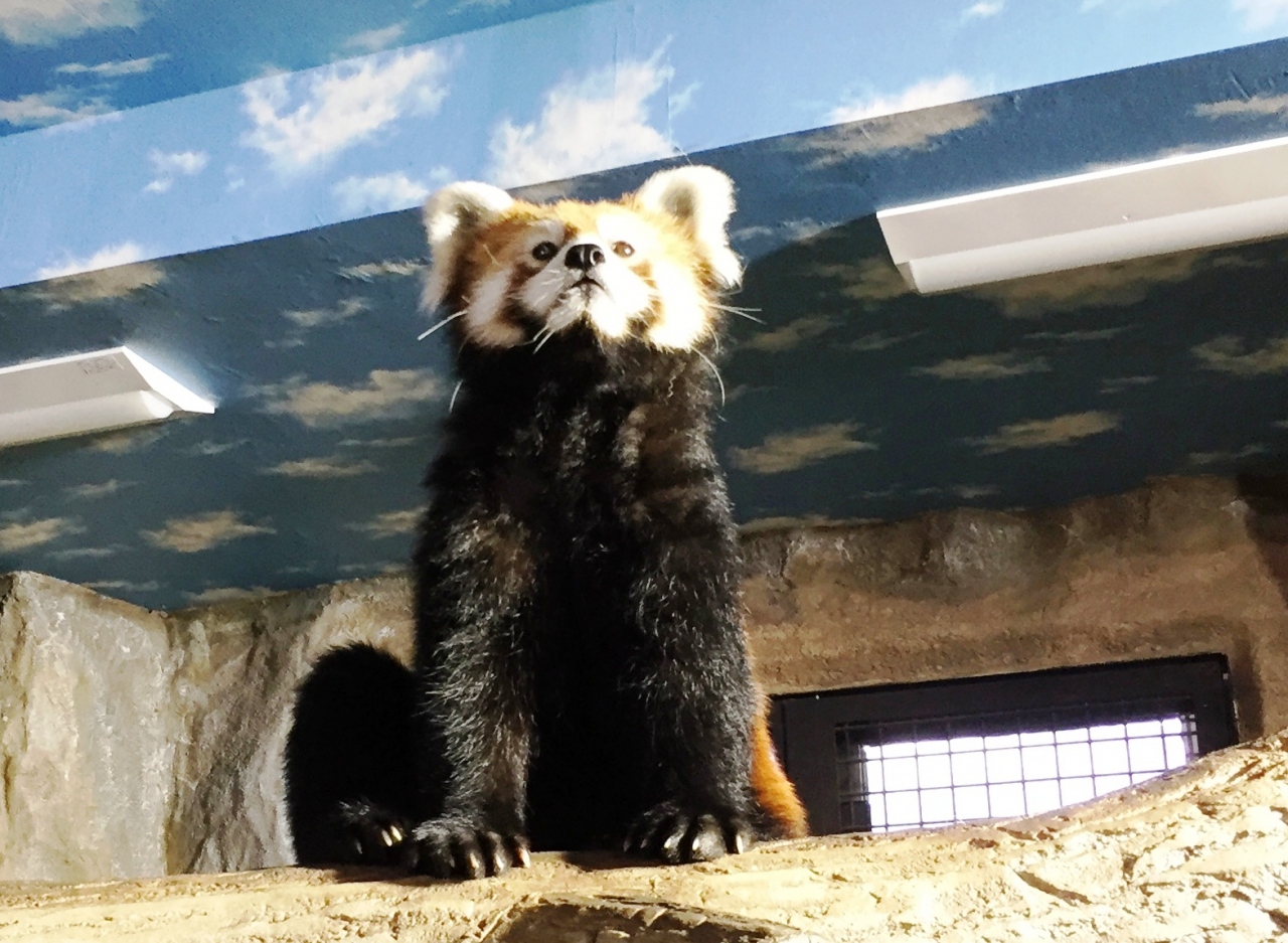 動物いっぱい 那須 那須 栃木県 の旅行記 ブログ By Coricoさん フォートラベル 動物いっぱい 那須 那須 栃木県 の旅行記 ブログ By Coricoさん フォートラベル