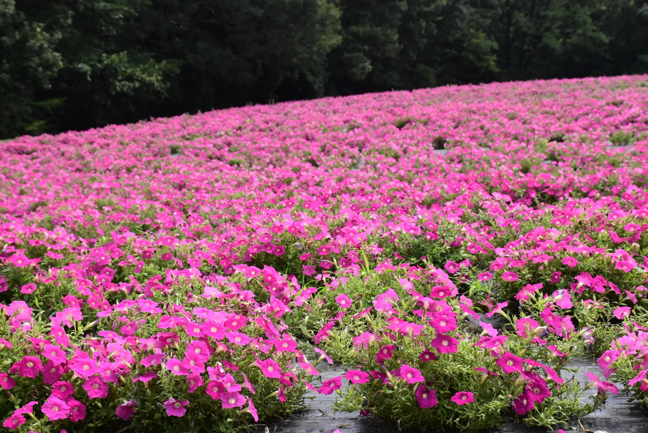 夏 秋の花が咲く武蔵丘陵森林公園 ペチュニアとケイトウ 18 埼玉 小川 嵐山 埼玉県 の旅行記 ブログ By かっちんさん フォートラベル
