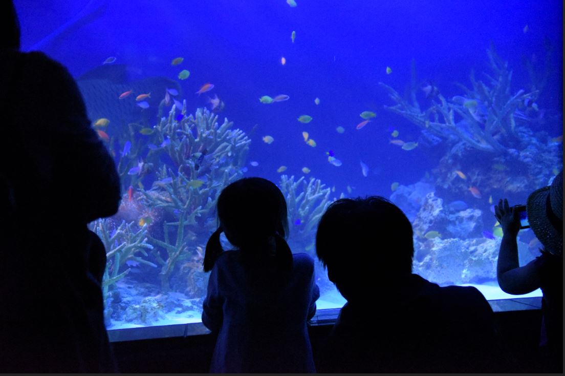 お薦め 三世代に優しい新江ノ島水族館 藤沢 江ノ島 神奈川県 の旅行記 ブログ By Ron333さん フォートラベル