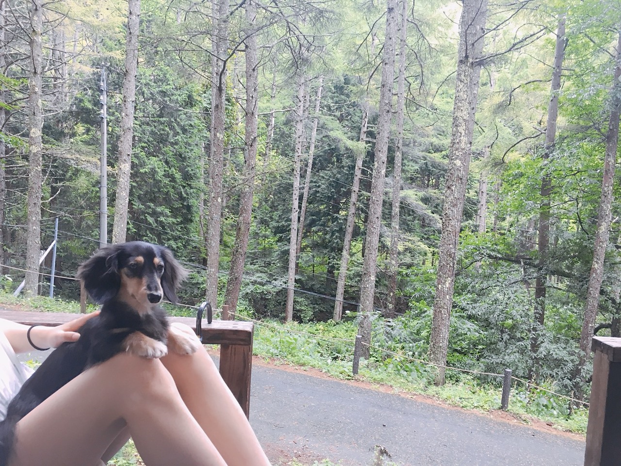 小型犬を連れて桜清水コテージ2泊3日家族旅行 松本 長野県 の旅行記 ブログ By Sakurahanaさん フォートラベル