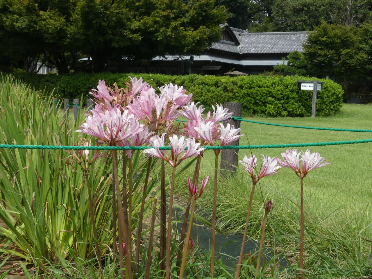 つつじが岡第二公園の謎の花 18 彼岸花は未だですが 似たようなピンクの花がありました 群馬県 館林市 館林 群馬県 の旅行記 ブログ By Minamicazeさん フォートラベル