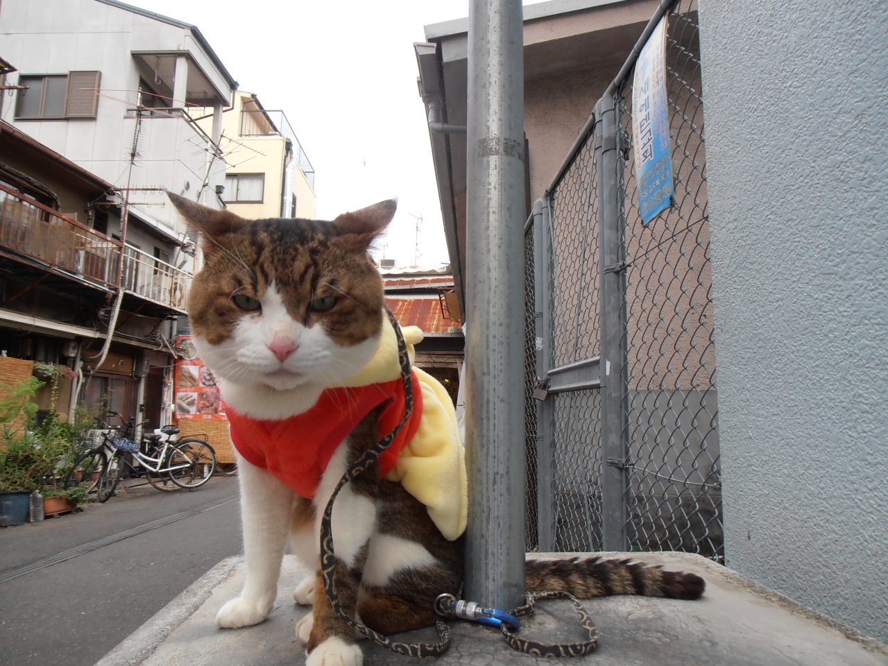 大阪 鶴橋のボス猫とあわび村 ミナミ 難波 天王寺 大阪 の旅行記 ブログ By 哈桑湖さん フォートラベル