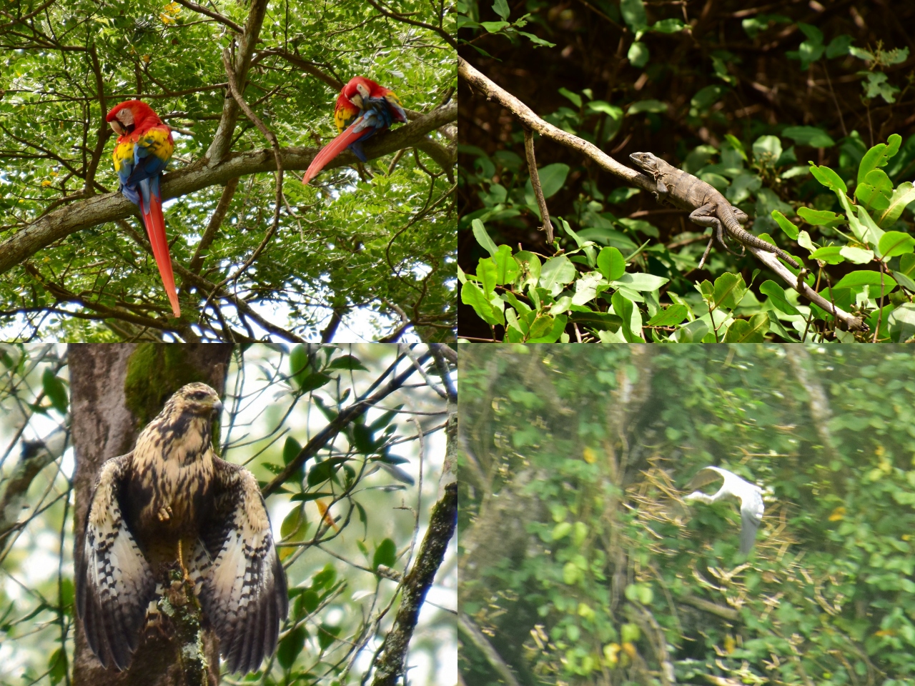 コスタリカを巡る 幻の鳥 蝶 バジリスク ウミガメの産卵と子亀の誕生 熱帯雨林トレッキング ボートクルーズ 温泉 様々な生物と自然探訪に おまけにストバリケード突破までついて コスタリカの豊かさを満喫 Vol タルコレス川ボートクルーズで何がみれるかな