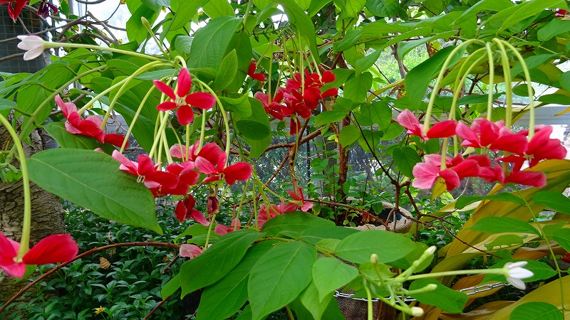 花博記念公園鶴見緑地 その3 咲くやこの花館見学 2 鶴見 城東 大阪 の旅行記 ブログ By Hn11さん フォートラベル 花博記念公園鶴見緑地 その3 咲くやこの花館見学 2 鶴見 城東 大阪 の旅行記 ブログ By Hn11さん フォートラベル