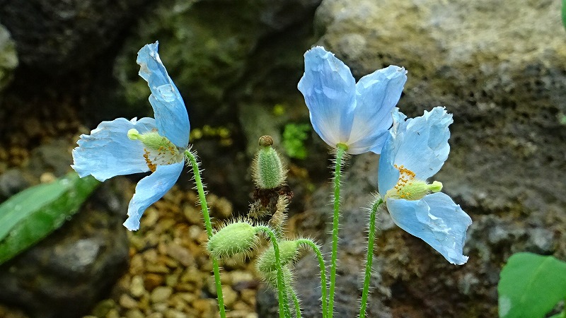 花博記念公園鶴見緑地 その7 咲くやこの花館見学 6完 鶴見 城東 大阪 の旅行記 ブログ By Hn11さん フォートラベル 花博記念公園鶴見緑地 その7 咲くやこの花館見学 6完 鶴見 城東 大阪 の旅行記 ブログ By Hn11さん フォートラベル