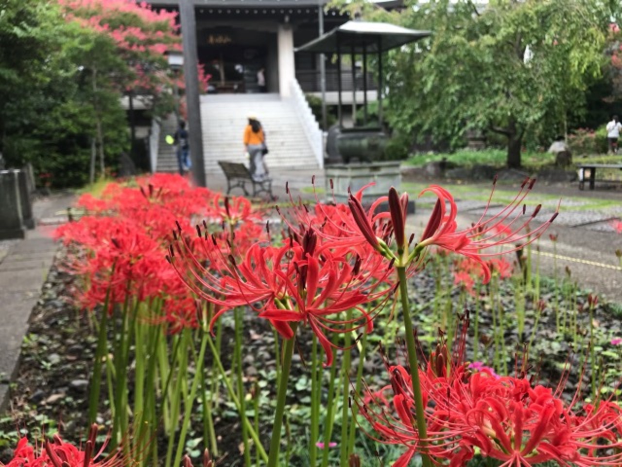 宝蔵院の彼岸花18 下町のお寺の彼岸花 新小岩 小岩 東京 の旅行記 ブログ By としさん フォートラベル 宝蔵院の彼岸花18 下町のお寺の彼岸花 新小岩 小岩 東京 の旅行記 ブログ By としさん フォートラベル