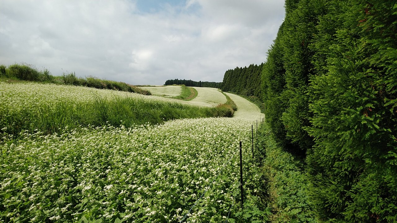 700万本のそばの花 阿蘇 熊本県 の旅行記 ブログ By よっちゃんさん フォートラベル 700万本のそばの花 阿蘇 熊本県 の旅行記 ブログ By よっちゃんさん フォートラベル