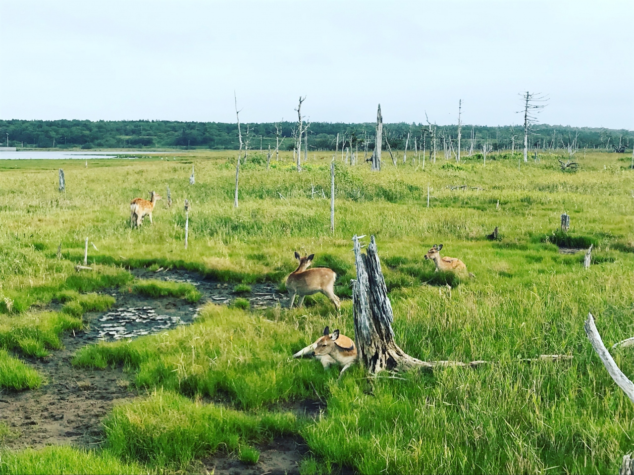 冬ではない道東へ 3 根室 根室 北海道 の旅行記 ブログ By こまさん フォートラベル 冬ではない道東へ 3 根室 根室 北海道 の旅行記 ブログ By こまさん フォートラベル