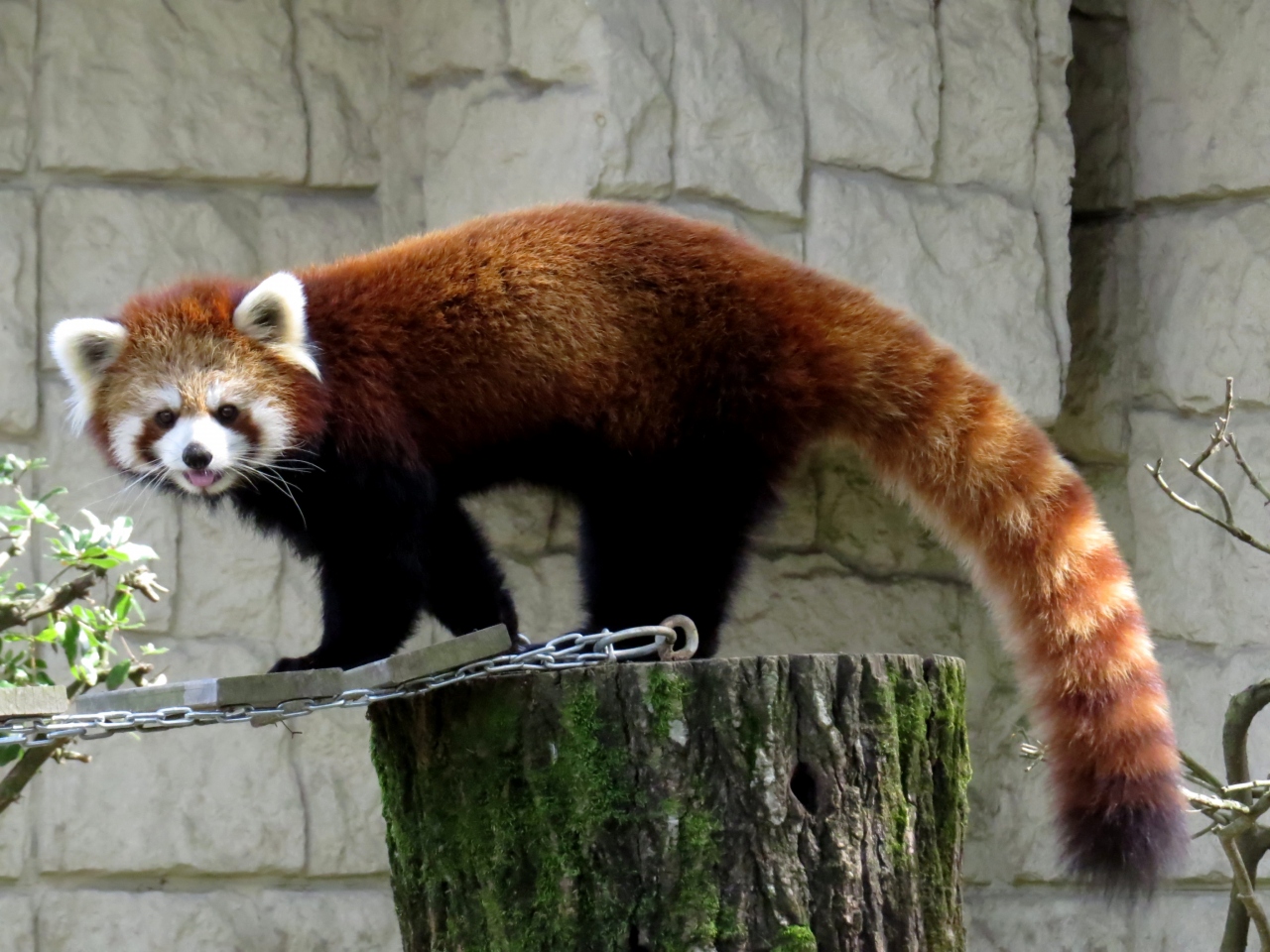 初秋のレッサーパンダ紀行 6 浜松市動物園 仙台市八木山動物公園 出張のお供に動物園 少しの時間で心身ともにリフレッシュ 仙台 宮城県 の旅行記 ブログ By Jilllucaさん フォートラベル 初秋のレッサーパンダ紀行 6 浜松市動物園 仙台市八木山動物公園 出張のお供に動物園 少しの時間で心身ともにリフレッシュ 仙台 宮城県 の旅行記 ブログ By Jilllucaさん フォートラベル