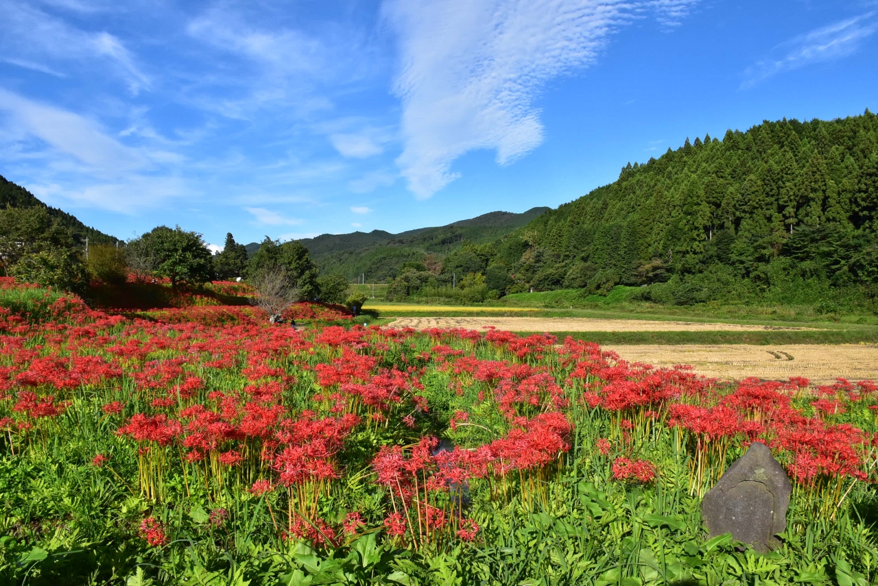 簑沢彼岸花群生地が満開 雨上がりと青空の里山風景 18 栃木 那須 栃木県 の旅行記 ブログ By かっちんさん フォートラベル