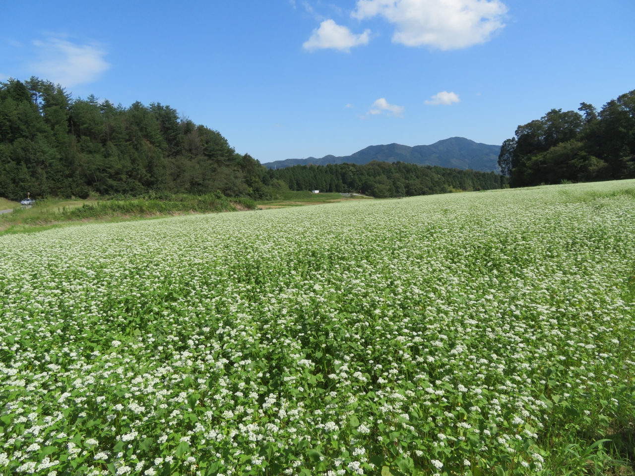 18 奈良県桜井市笠のそば畑 桜井 三輪 山の辺の道 奈良県 の旅行記 ブログ By さよりさん フォートラベル