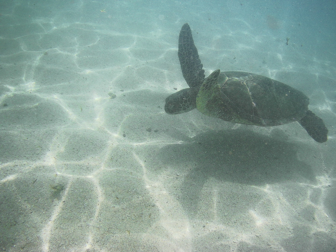 子連れハワイ旅行 18 4歳男の子 2日目 ワイキキビーチとアラモアナショッピングセンター ホノルル ハワイ の旅行記 ブログ By フルーツさん フォートラベル 子連れハワイ旅行 18 4歳男の子 2日目 ワイキキビーチとアラモアナショッピングセンター ホノルル ハワイ の旅行記 ブログ By フルーツさん フォートラベル