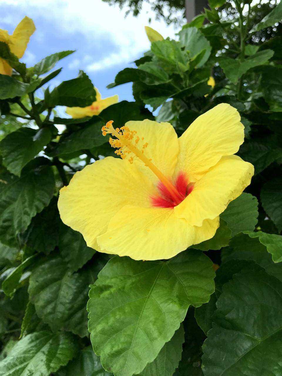 ハワイ花図鑑 ハワイ島 カウアイ島 マウイ島 ハワイ島 ハワイ の旅行記 ブログ By Ellieさん フォートラベル