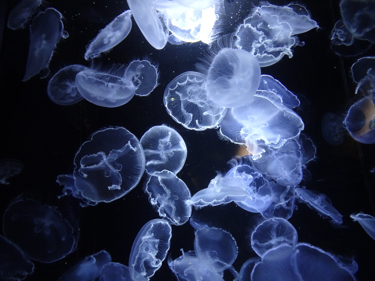 立石寺と羽黒山の山形へ 5 クラゲの加茂水族館 鶴岡 山形県 の旅行記 ブログ By のーとくんさん フォートラベル 立石寺と羽黒山の山形へ 5 クラゲの加茂水族館 鶴岡 山形県 の旅行記 ブログ By のーとくんさん フォートラベル