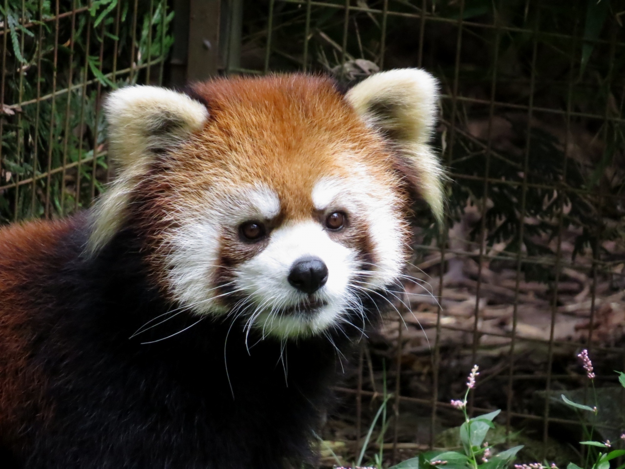北米レッサーパンダ紀行 PROSPECT PARK ZOO&CENTRAL PARK ZOO PPZでウィローちゃんと再会!! そして、NY初訪問では外せないCPZ