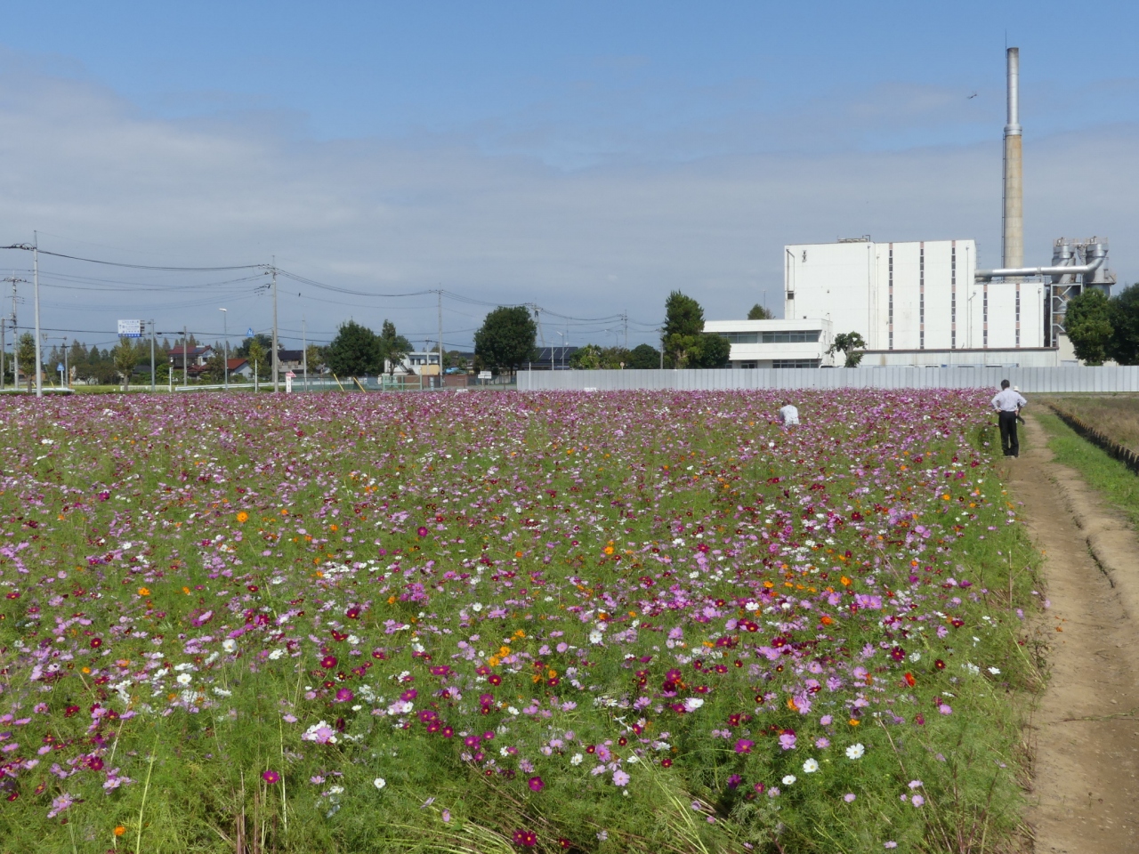 羽生市三田ヶ谷地区のコスモス 18 綺麗に咲いて 見頃間近です 埼玉県 羽生市 行田 羽生 加須 埼玉県 の旅行記 ブログ By Minamicazeさん フォートラベル